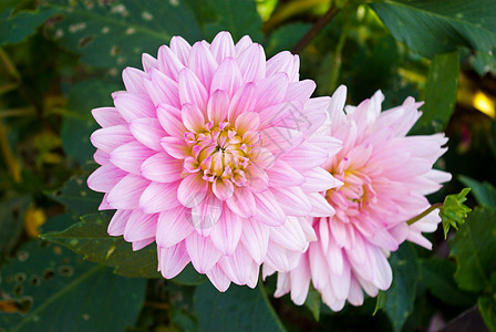 Dahlia 浅粉色花朵背景图片