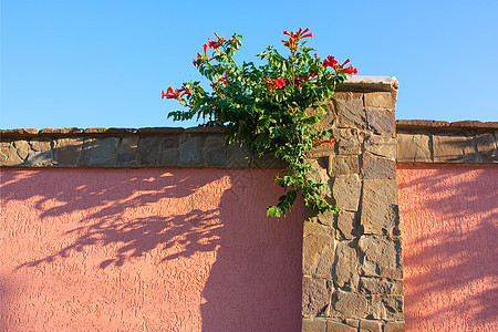 石墙风格植物阴影花朵石头灌木岩石装饰衬套背景图片