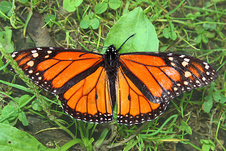 Monarch 蝴蝶达纳斯双面人环境活力动物野生动物生物学蝴蝶漏洞生态昆虫橙子图片