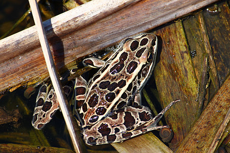北豹蛙小动物林蛙宏观环境生活生物学生物动物野生动物动物学图片