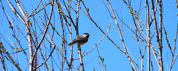 黑咖啡奇卡迪黑帽小鸟动物群森林动物生态环境鸟类宏观动物学图片
