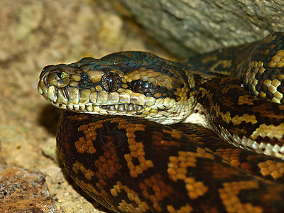 澳大利亚的Python荒野惊吓动物蟒蛇生态疱疹生活爬虫学蛇形国家图片