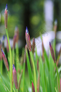 鲜花环境粉色红色蓝色宏观绿色线条生长植物紫色图片
