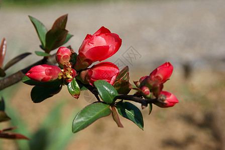 野花红色花朵植物叶子棕色雄蕊衬套绿色花瓣图片