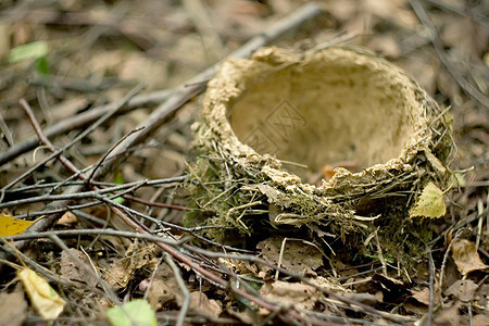 雀巢野生动物森林黄叶背景图片
