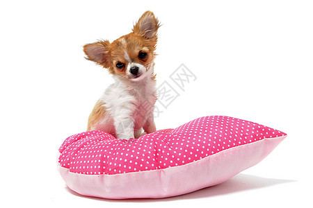 小狗吉娃娃动物伴侣棕色犬类宠物工作室软垫白色图片