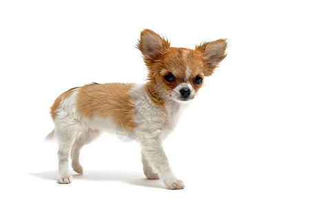 小狗吉娃娃宠物伴侣犬类工作室动物棕色白色图片