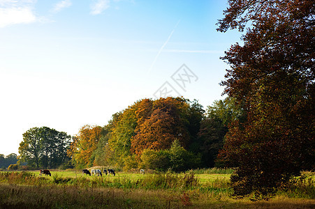 秋季颜色农业黄色动物场地红色奶牛绿色叶子草地农场图片