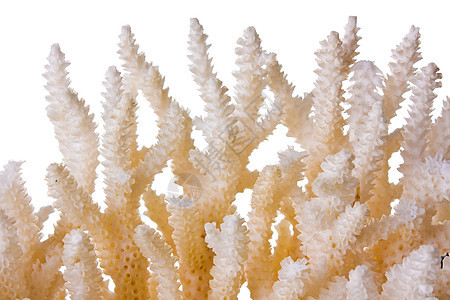 珊瑚海洋白色珠宝背景图片
