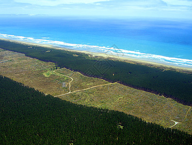 Aupouri森林(松树种植园)空中观察 90高清图片