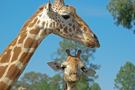 母亲和婴儿长颈鹿动物孩子妈妈照片野生动物背景图片