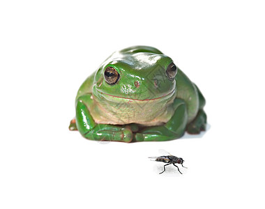 青蛙和苍蝇两栖野生动物树蛙手表食物动物照片白色昆虫图片
