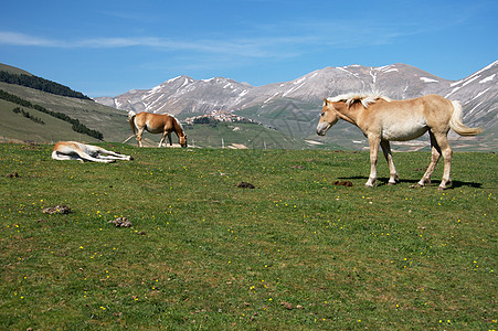 卡斯特利奇奥德诺尔西亚季节性农场农业季节动物山脉旅游马匹旅行图片