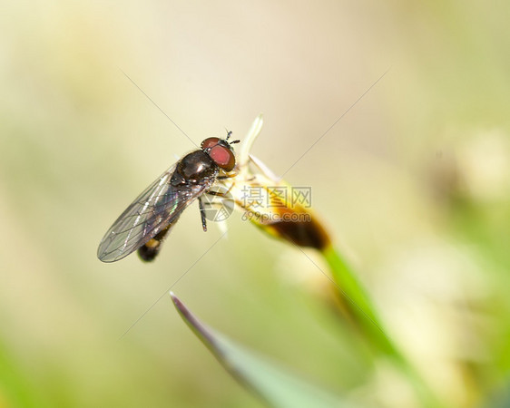 普拉提谢质荒野昆虫稻草生物学野生动物害虫苍蝇翅膀宏观漏洞图片