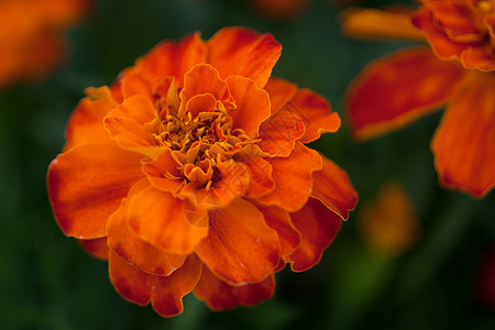 开花花季节红色黄色季节性花园礼物园艺叶子植物花瓣图片