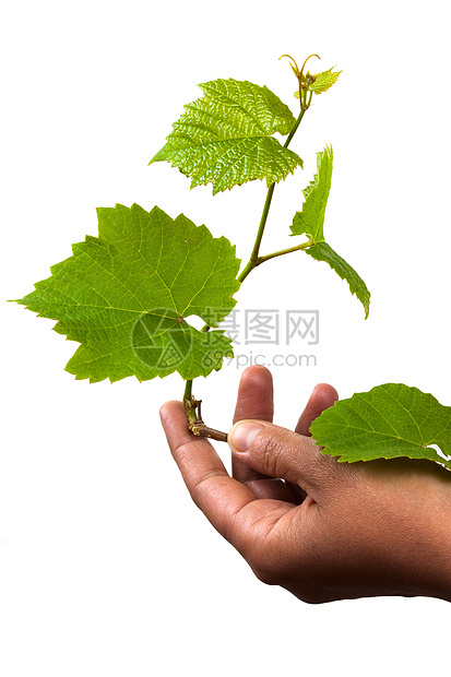 手握绿葡萄藤蔓白色植物树叶图片