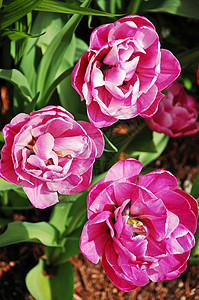粉红牡丹粉色花园花瓣植物植物群图片