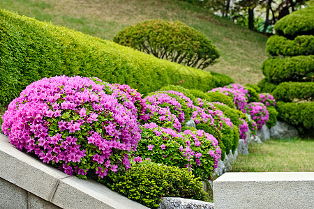 粉红花贴近季节季节性植物群植物花序衬套绿色图片