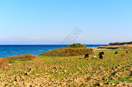 山羊牧群蓝色食物海景草地支撑农场石头干草热带气候图片