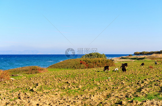 山羊牧群蓝色食物海景草地支撑农场石头干草热带气候图片