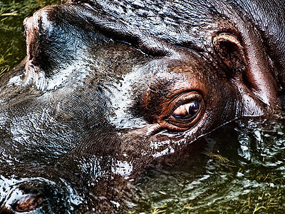 河马动物游泳危险眼睛池塘水池环境动物园热带荒野图片