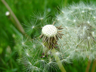 Dandelion 花籽种子植物宏观增生植被植物群增殖杂草绿色白色季节性图片