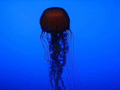 水母鱼海洋生物海蜇野生动物图片
