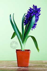 装饰性青蜡蓝色白色木头植物紫色花园叶子绿色季节礼物图片