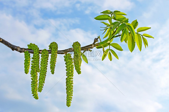 胡桃花枝图片