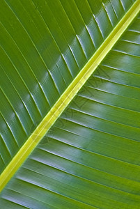 棕榈叶绿色树叶自然照片热带环境植被棕榈对角线图片