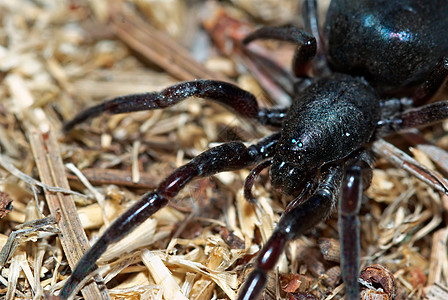 黑蜘蛛黑色昆虫长腿花园危险宏观照片图片