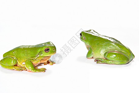 两只绿树青蛙绿色野生动物两栖树蛙照片白色动物图片