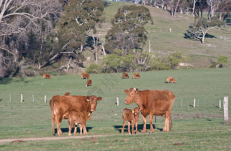 田里的奶牛母亲农场草地犊牛妈妈农业场地场景动物婴儿图片