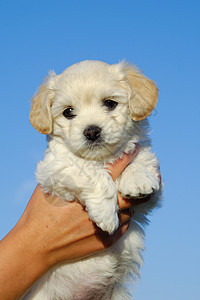 握着甜小狗的手伴侣白色宠物天空鼻子朋友动物蓝色友谊图片