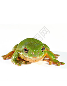 绿树青蛙树蛙野生动物照片绿色白色两栖动物蹲伏图片