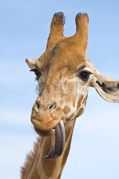 长颈鹿看起来很蠢舌头斑点照片高度动物眼睛图片