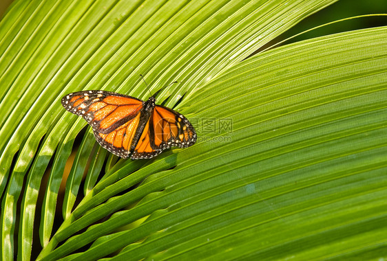 君王蝴蝶宏观照片动物橙子昆虫树叶绿色环境鳞翅目君主图片