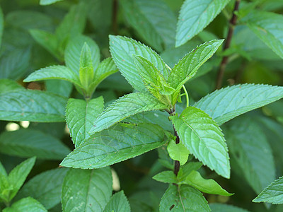 聚粉色绿色叶子植被香脂意志绿色植物植物树叶胡椒图片