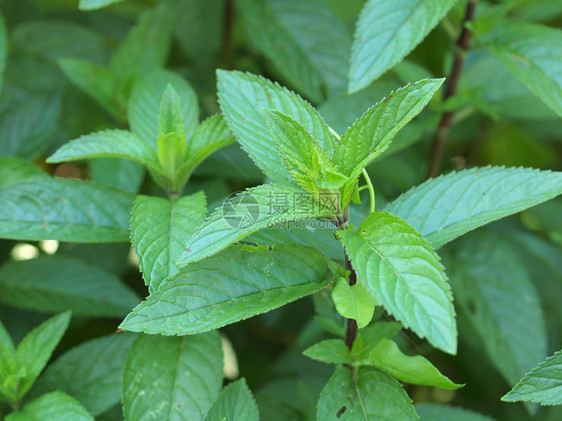 聚粉色绿色叶子植被香脂意志绿色植物植物树叶胡椒图片