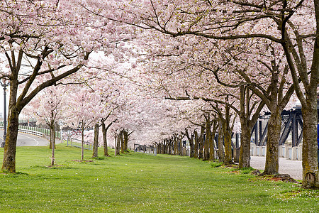 滨海公园樱桃花树图片