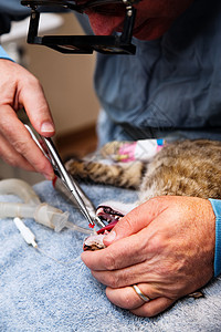兽医牙医病人医院哺乳动物牙科麻醉动物猫科眼镜宠物工具图片
