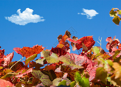 葡萄和蓝天蓝色天空藤蔓植物树叶图片