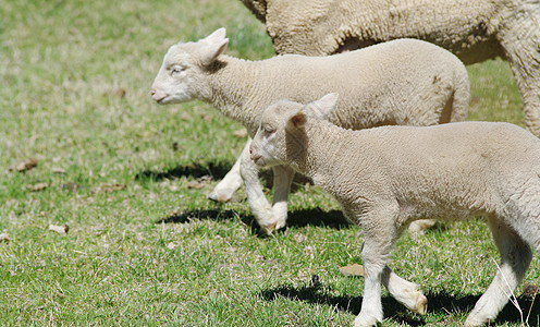 农场上的年轻羊羔羊肉动物乡村院子农业农家院农村家畜背景图片