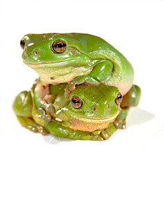 两只青蛙两栖绿色白色照片动物野生动物树蛙图片