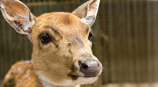 年轻鹿毛皮动物照片耳朵斑点图片