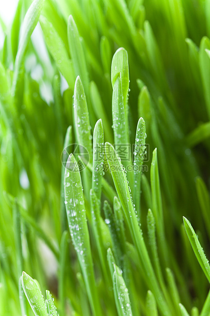 湿绿草水滴植物群淋浴生长燕麦场地季节草地环境水分图片