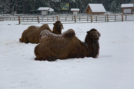 冬季冬冬骆驼状况牧场生活天气野生动物动物驼峰脖子哺乳动物动物园图片