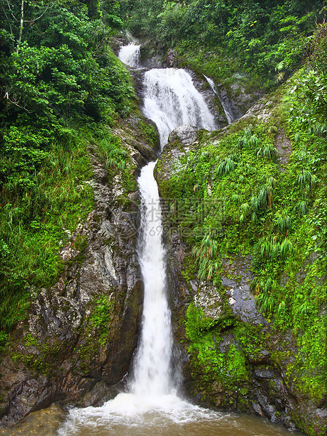 波多黎各植物森林树叶栖息地叶子热带雨林植被公园生态图片