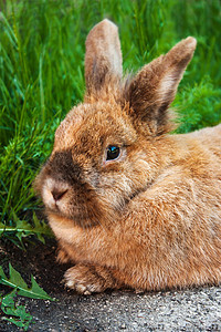 兔子兔野兔绿色野生动物家畜农场生物草地毛皮宠物哺乳动物图片