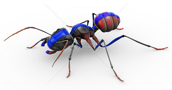 油漆的蚂蚁看起来漂亮图片